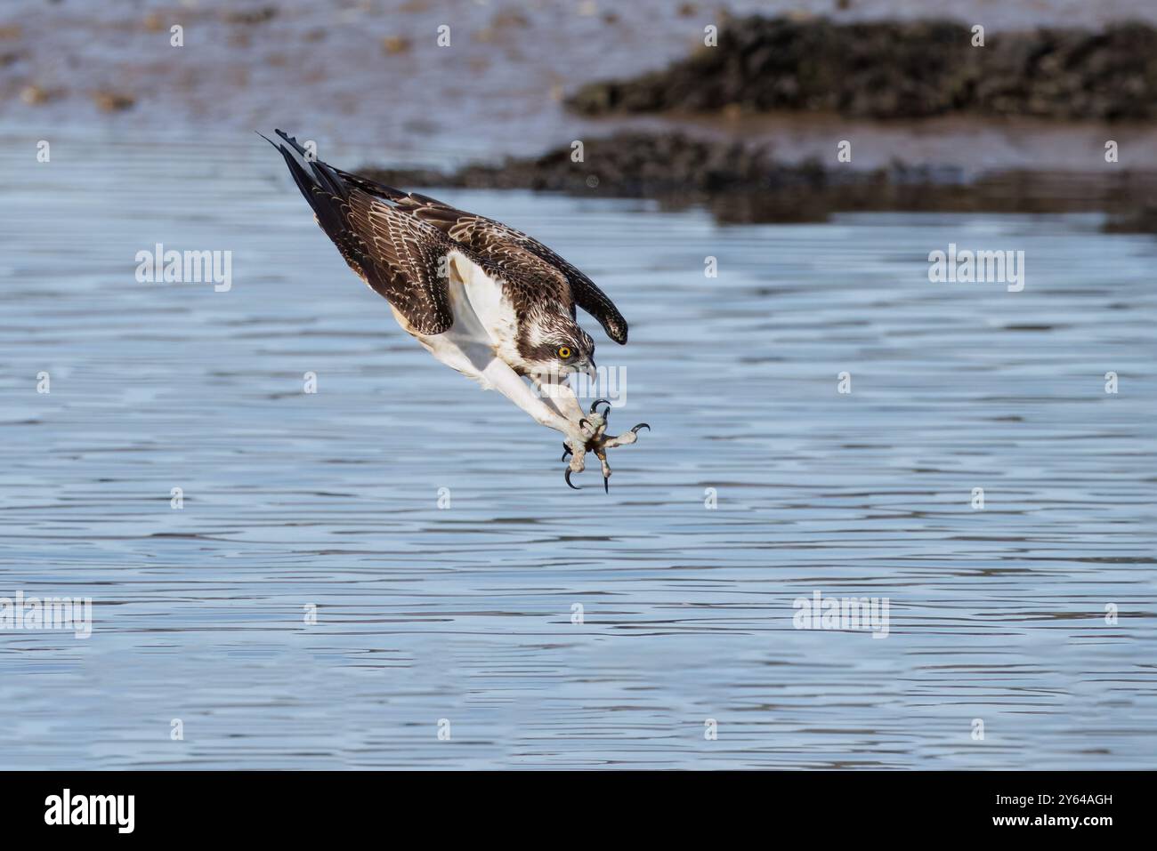 Juvenile Osprey diving for prey in a river estuary Stock Photo