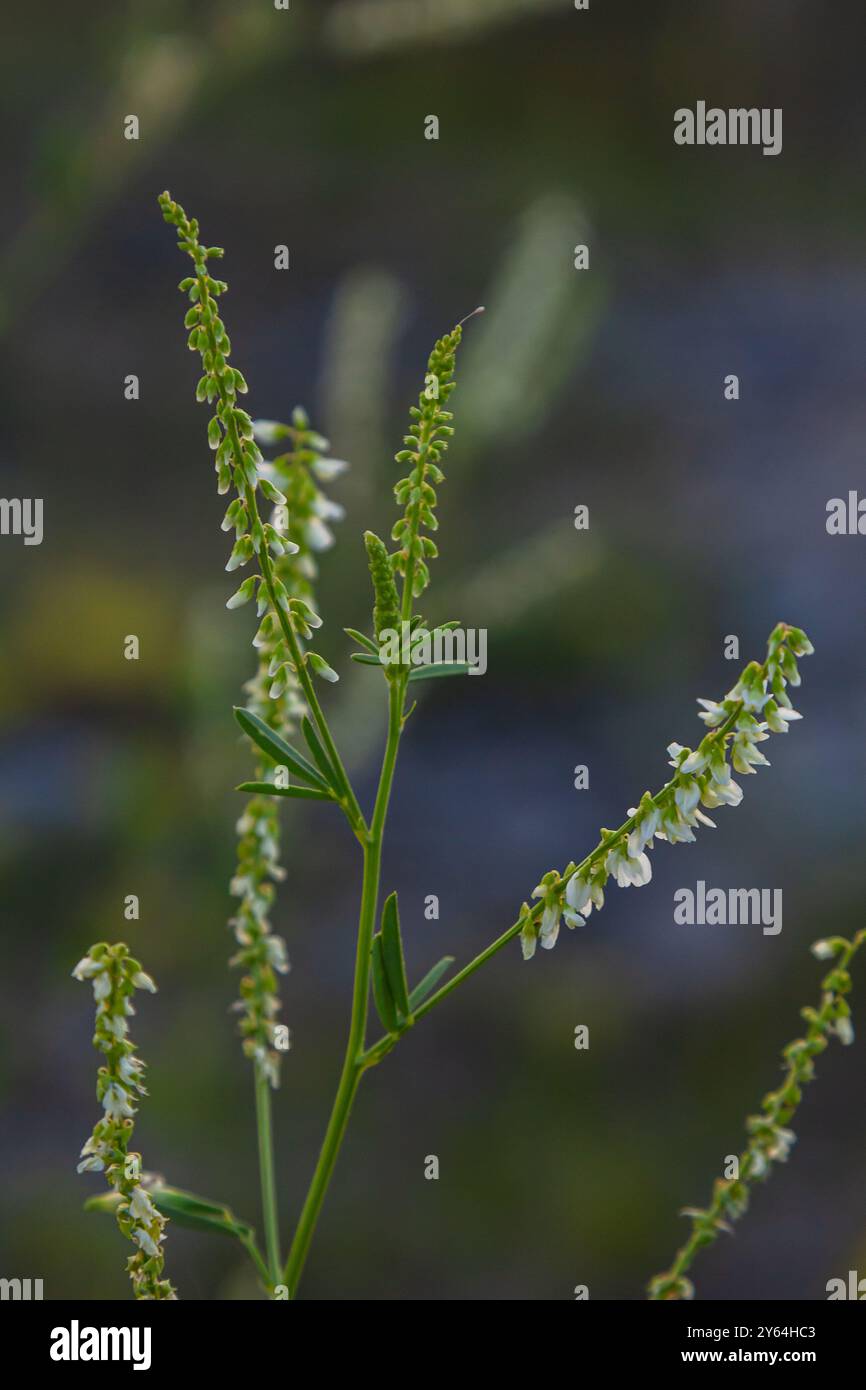 Melilotus albus or honey clover white flowers with green. Stock Photo