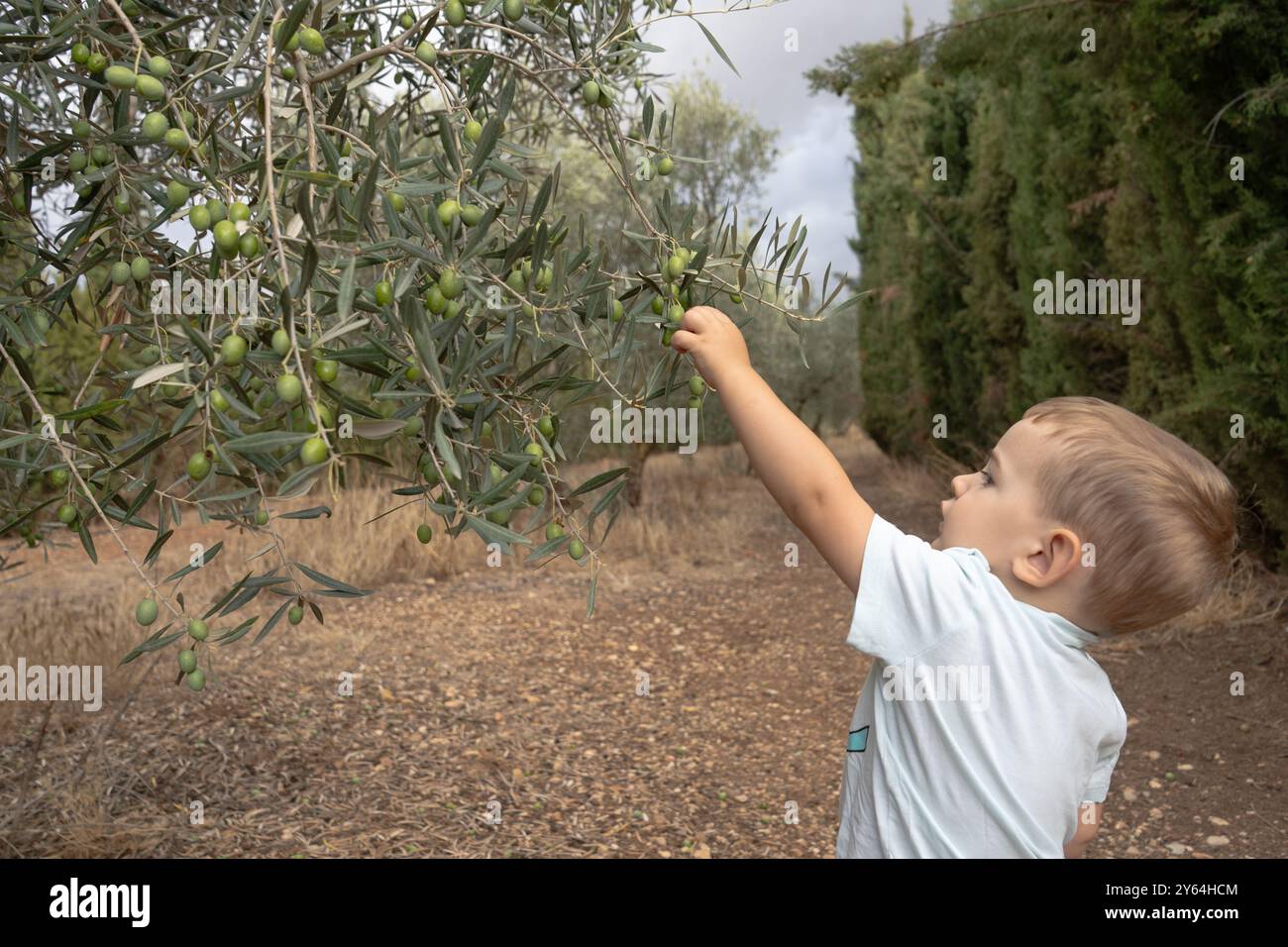 boy picking olives in an olive tree Stock Photo