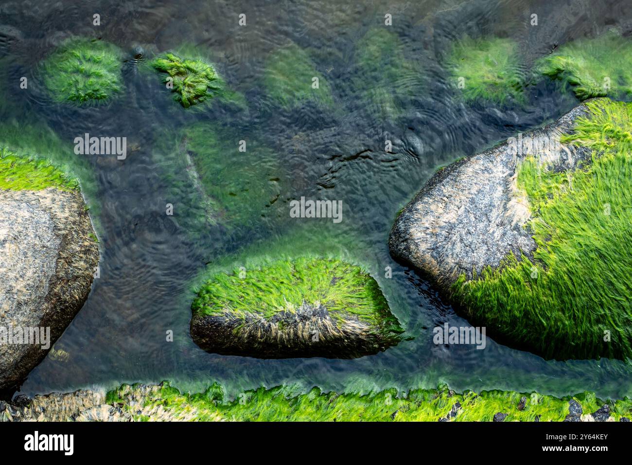 Simple stone algae on hi-res stock photography and images - Alamy