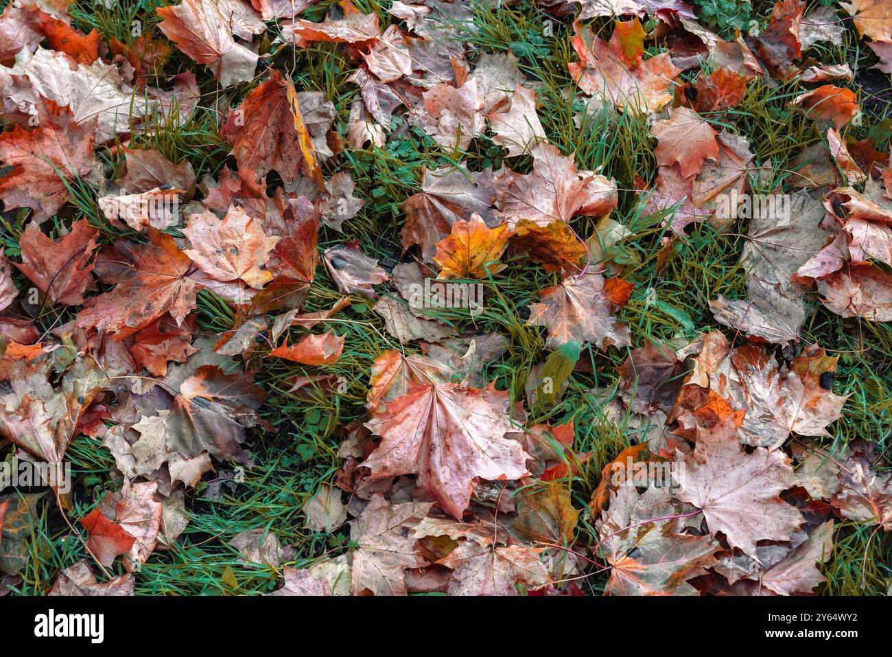 Autumn maple leaves on grass. Backgrounds Stock Photo
