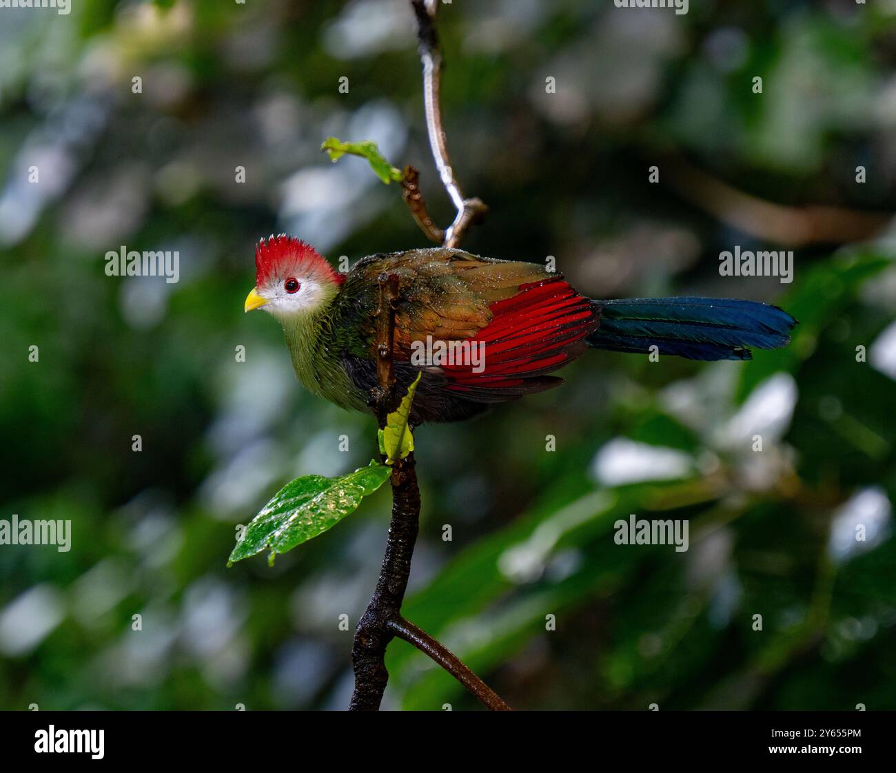 Red-crested turaco (Tauraco erythrolophus) Stock Photo