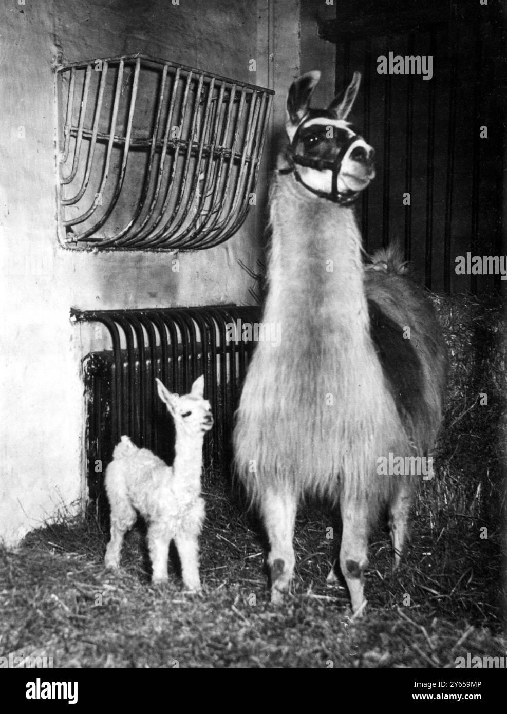 For the first time in twenty years , a llama (which belongs to the camel family but has no humps ), has been born at Manchester's Belle Vue Zoo . Bobby , the father , was born at Chessington Zoo , Surrey in 1934 , takes visitors for sixpenny rides round the sunken garden . Betty , the seven year old llama which gave birth to a baby daughter is just a show piece at the zoo . 1948 Stock Photo