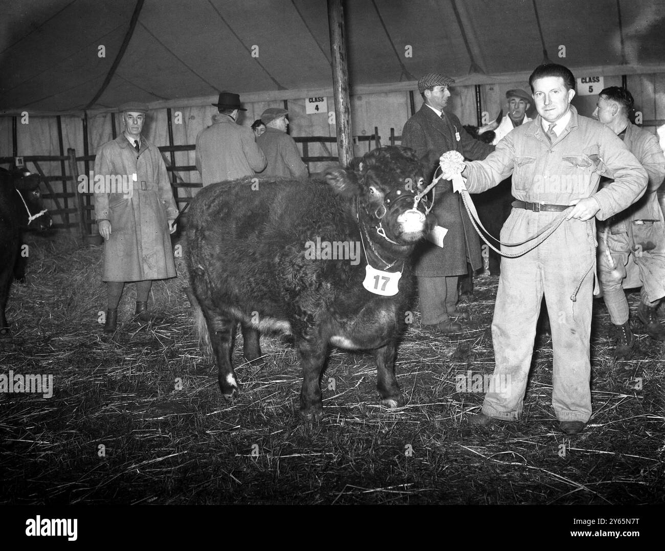 First Christmas Fat Stock Show since the war at Edenbridge .  W . G . Blackstock with his show bull .   24th November 1952 . Stock Photo