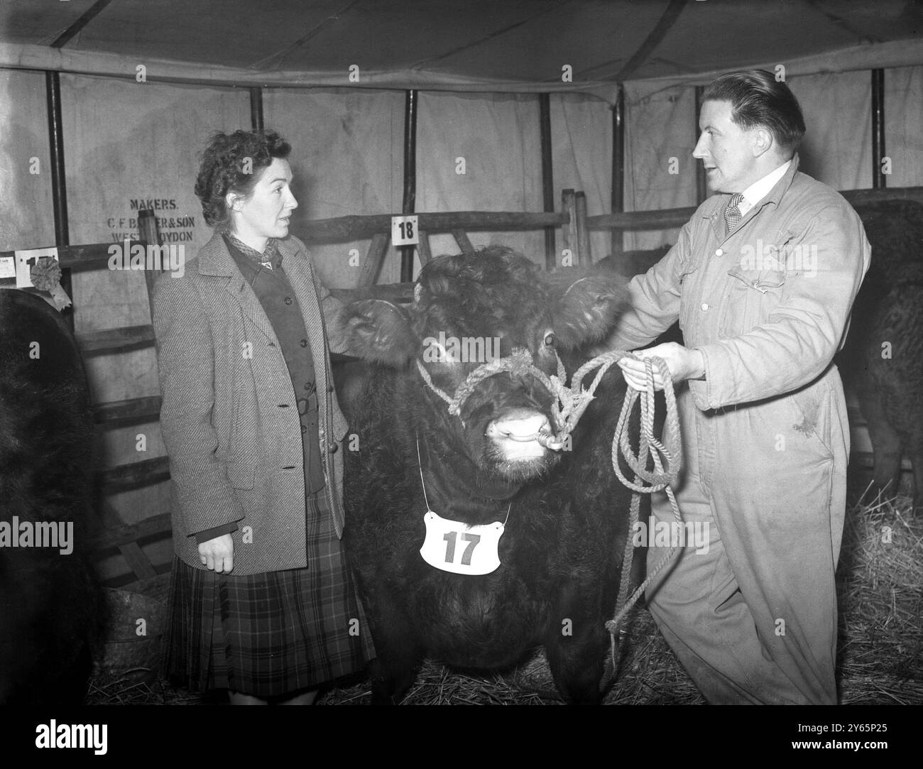 First Christmas Fat Stock Show since the war at Edenbridge .  Mrs Kathleen Smith and W . G . Blackstock with his show bull .  24th November 1952 . Stock Photo