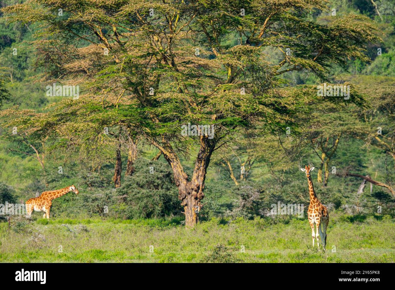 Savannah shrub landscape african hi-res stock photography and images ...