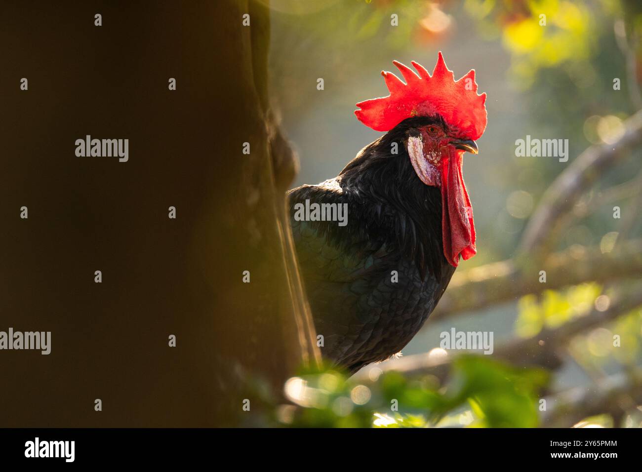 A majestic rooster, with radiant plumage, forages amidst the greenery, bathed in warm sunlight with hens nearby. Stock Photo