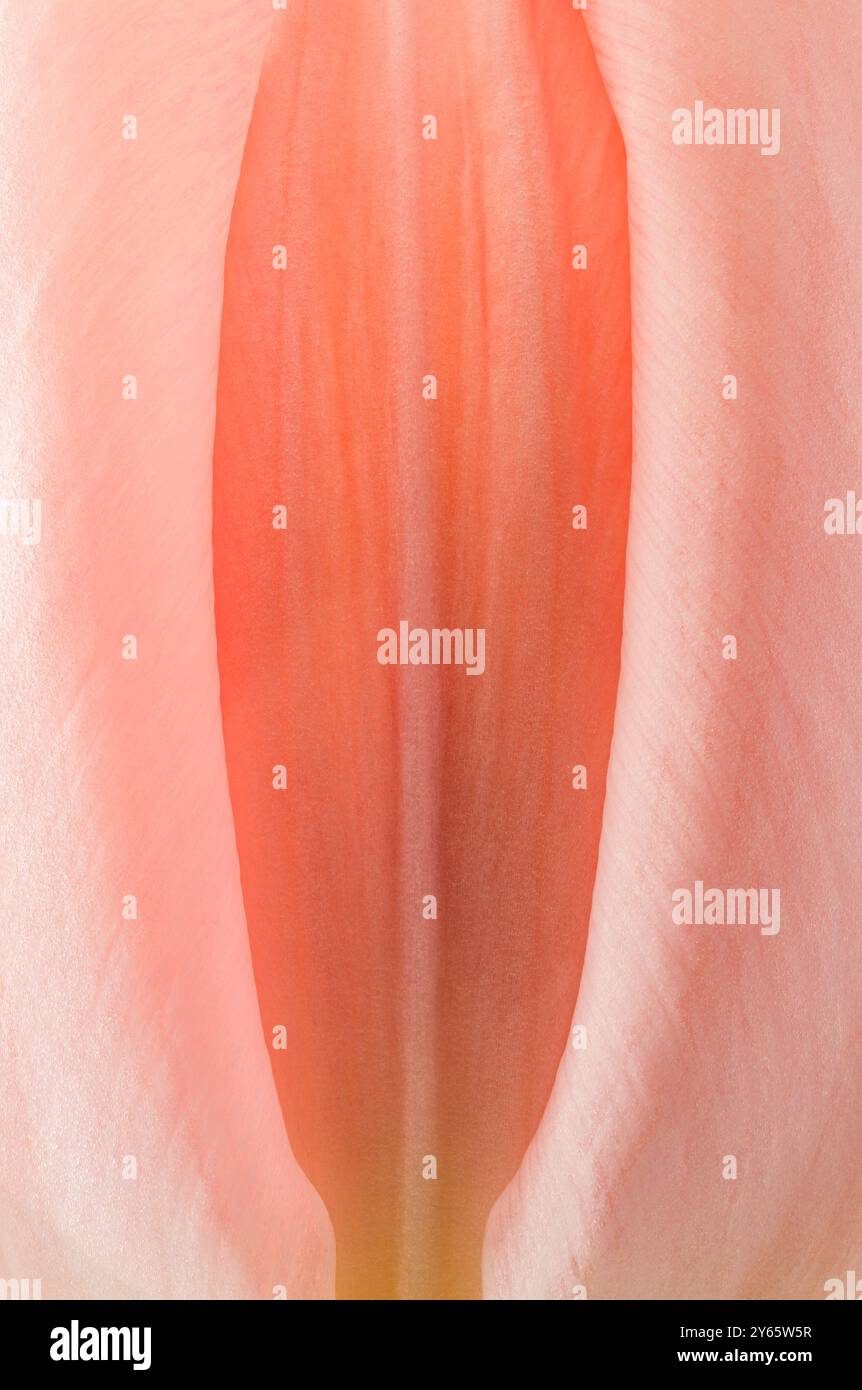 Delicate gradients hi-res stock photography and images - Alamy