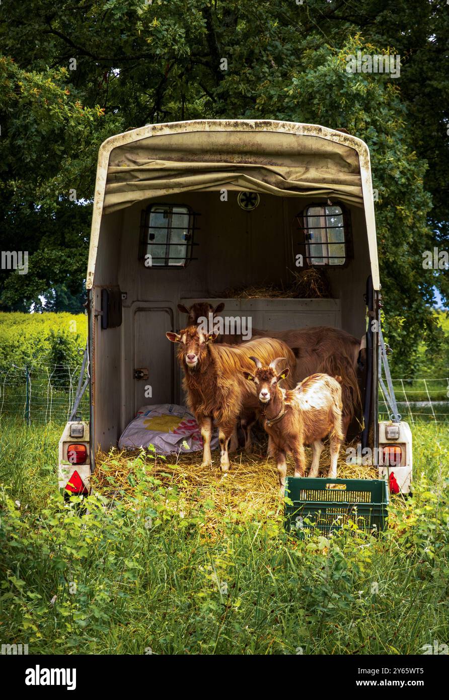 A charming scene of several goats standing inside an open trailer surrounded by lush greenery, showcasing a slice of farm life Stock Photo