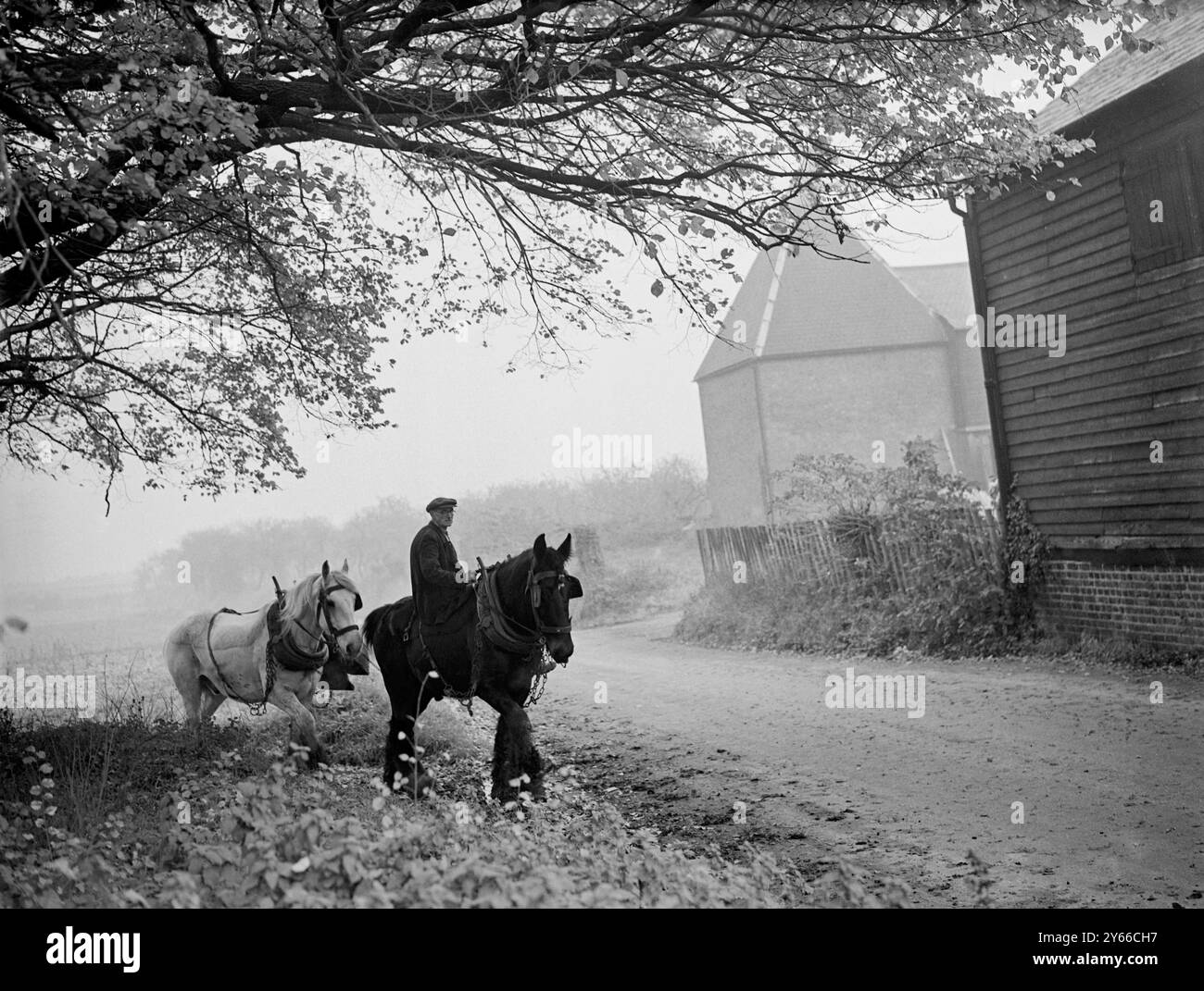 Home for their mid day meal lunch time returning from the fields November mist Batholomew's Farm Petsham Kent 19 November 1956 Stock Photo