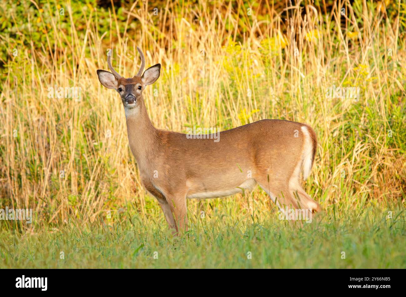 white tail deer Stock Photo