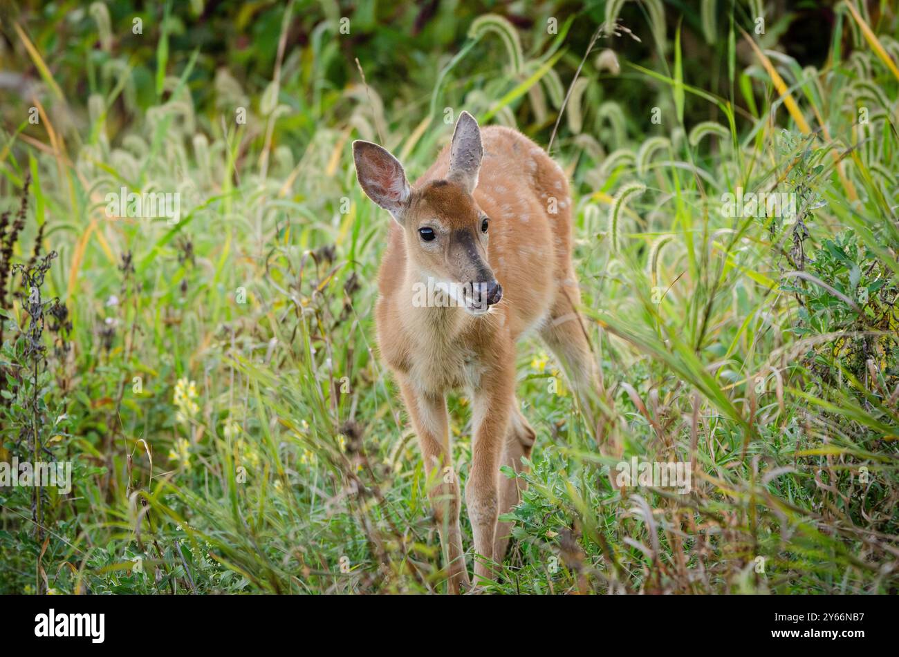 white tail deer Stock Photo