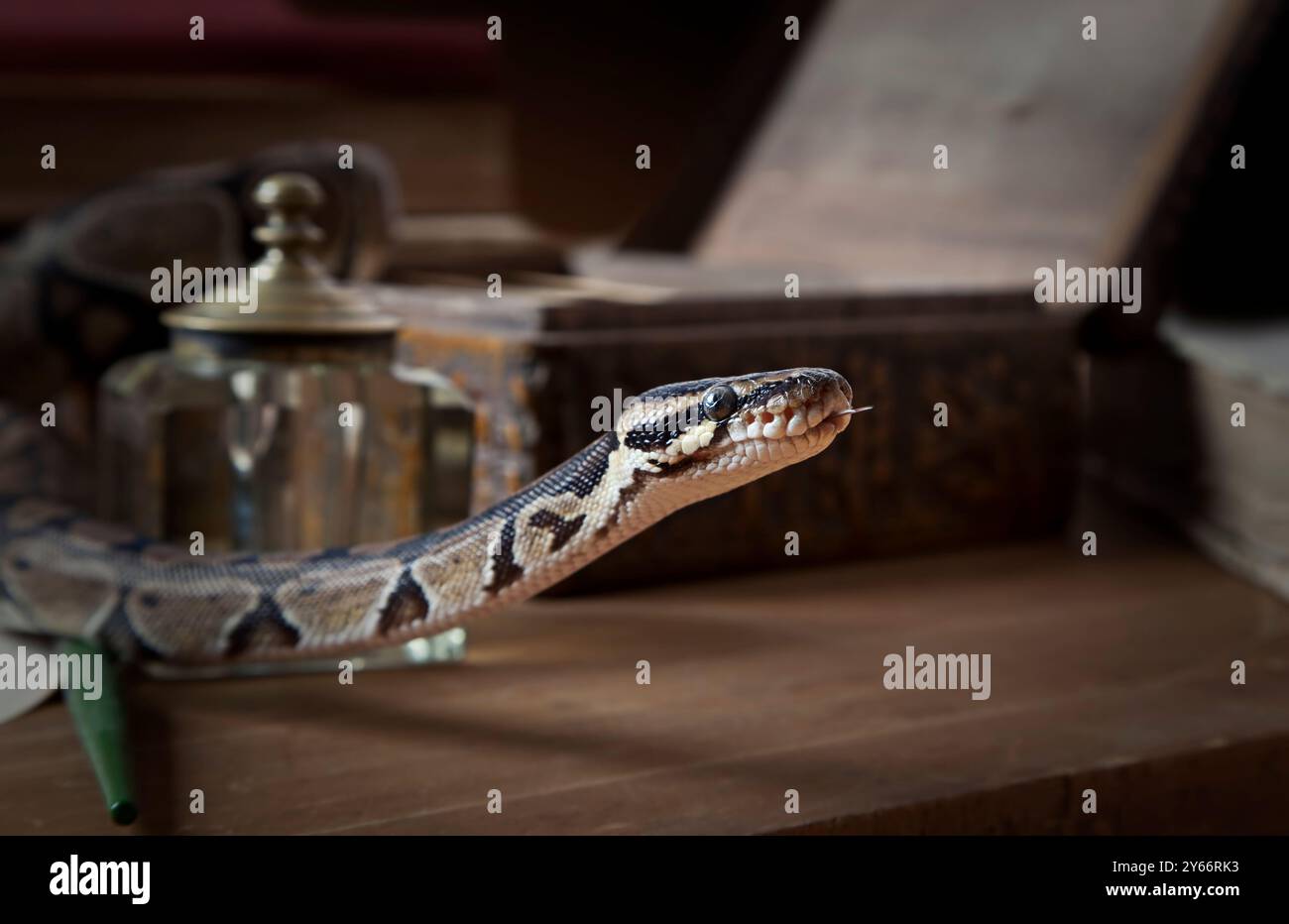 Portrait of Python snake on vintage background Stock Photo - Alamy