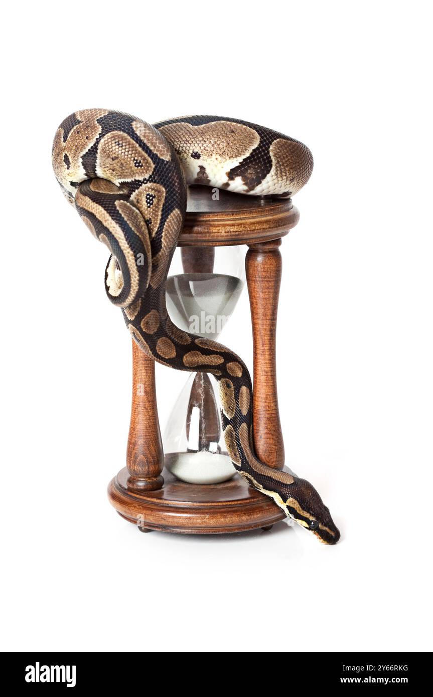 Python image Cut Out Stock Images & Pictures - Alamy