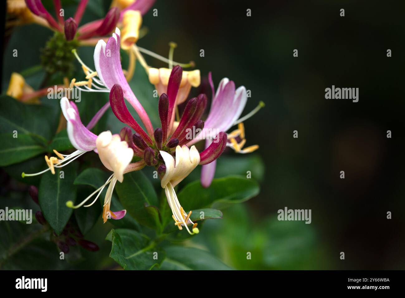 Closeup of flowers of Honeysuckle (Lonicera periclymenum 'Rhubarb and Custard') Stock Photo