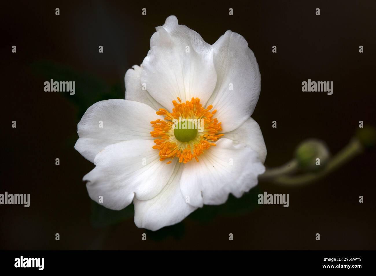 Closeup of a flower of Japanese anemone (Anemone × hybrida 'Honorine Jobert') against a dark background Stock Photo