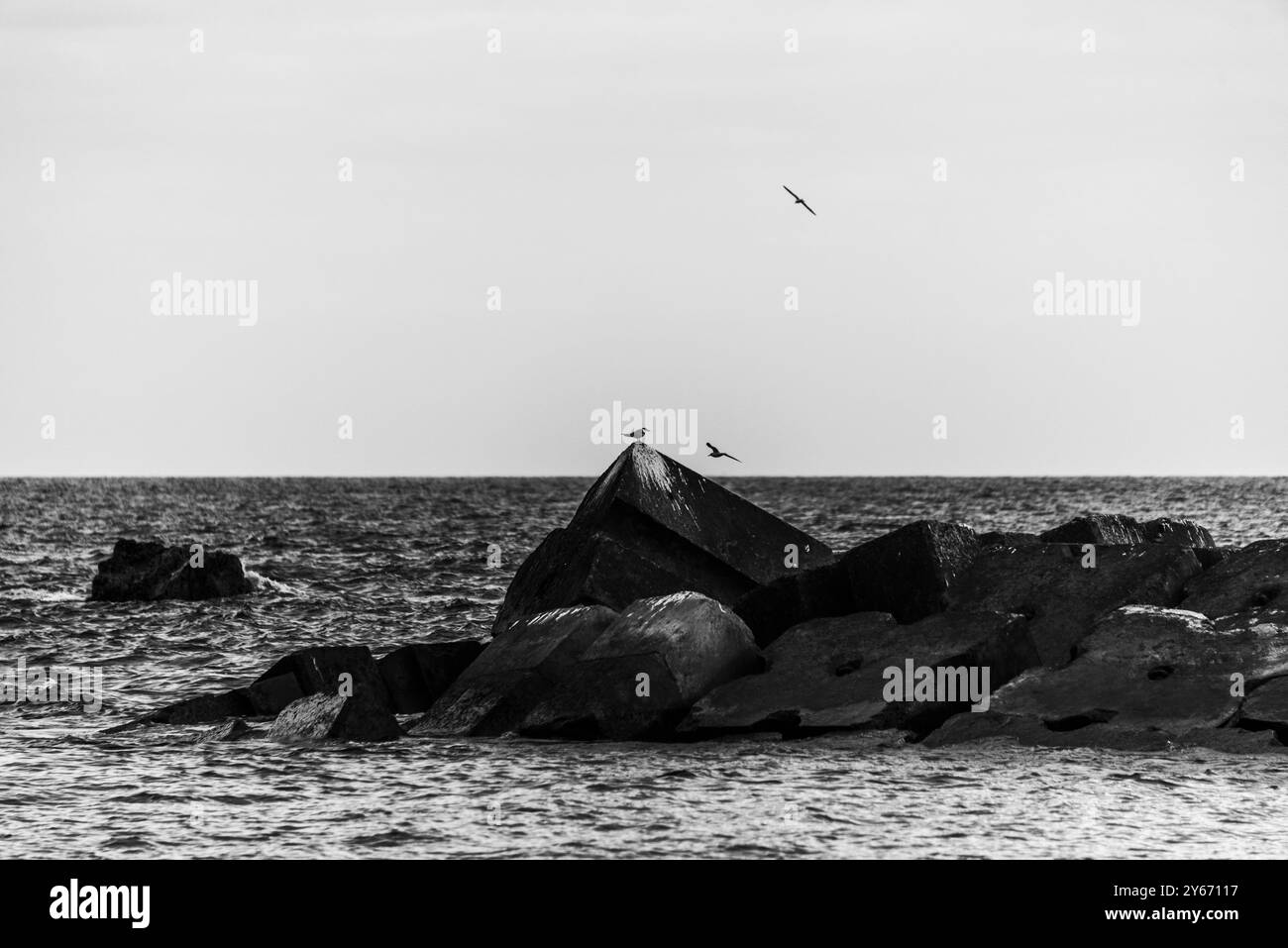 seagulls on the pontoons of Ponta do sol on the Atlantic ocean in Madeira Portugal Stock Photo