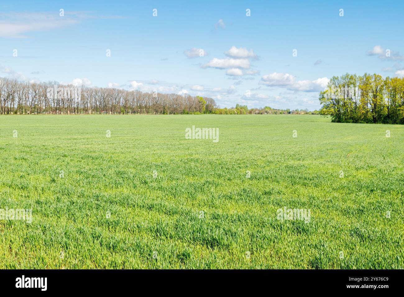 Agricultural green field sunny hi-res stock photography and images - Alamy