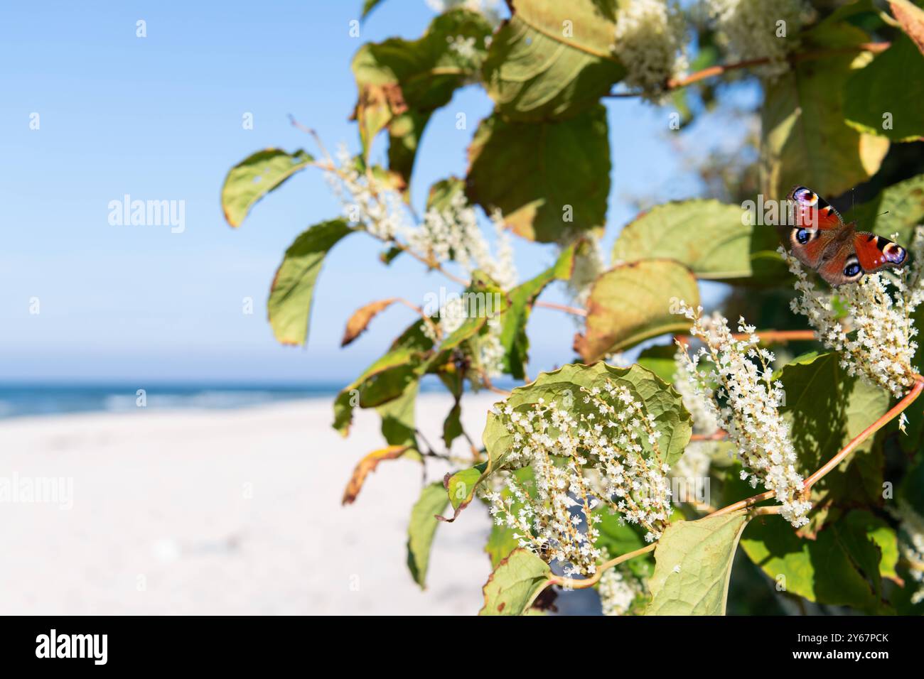 Invasive insekten hi-res stock photography and images - Alamy