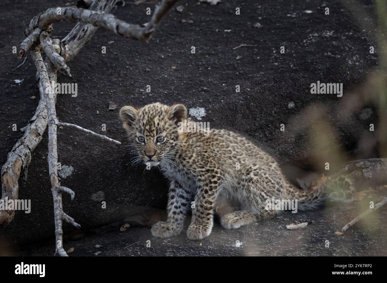 Ten week old gaby leopard sitting o a rock near it's den site in the Greater Kruger National Park Stock Photo