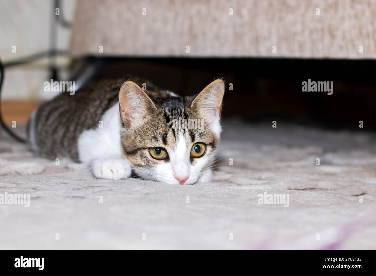 A fluffy cat is comfortably laying on the floor underneath a couch ...