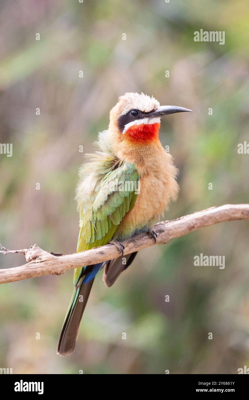White-fronted Bee-eater (Merops bullockoides) fluffed up against the ...