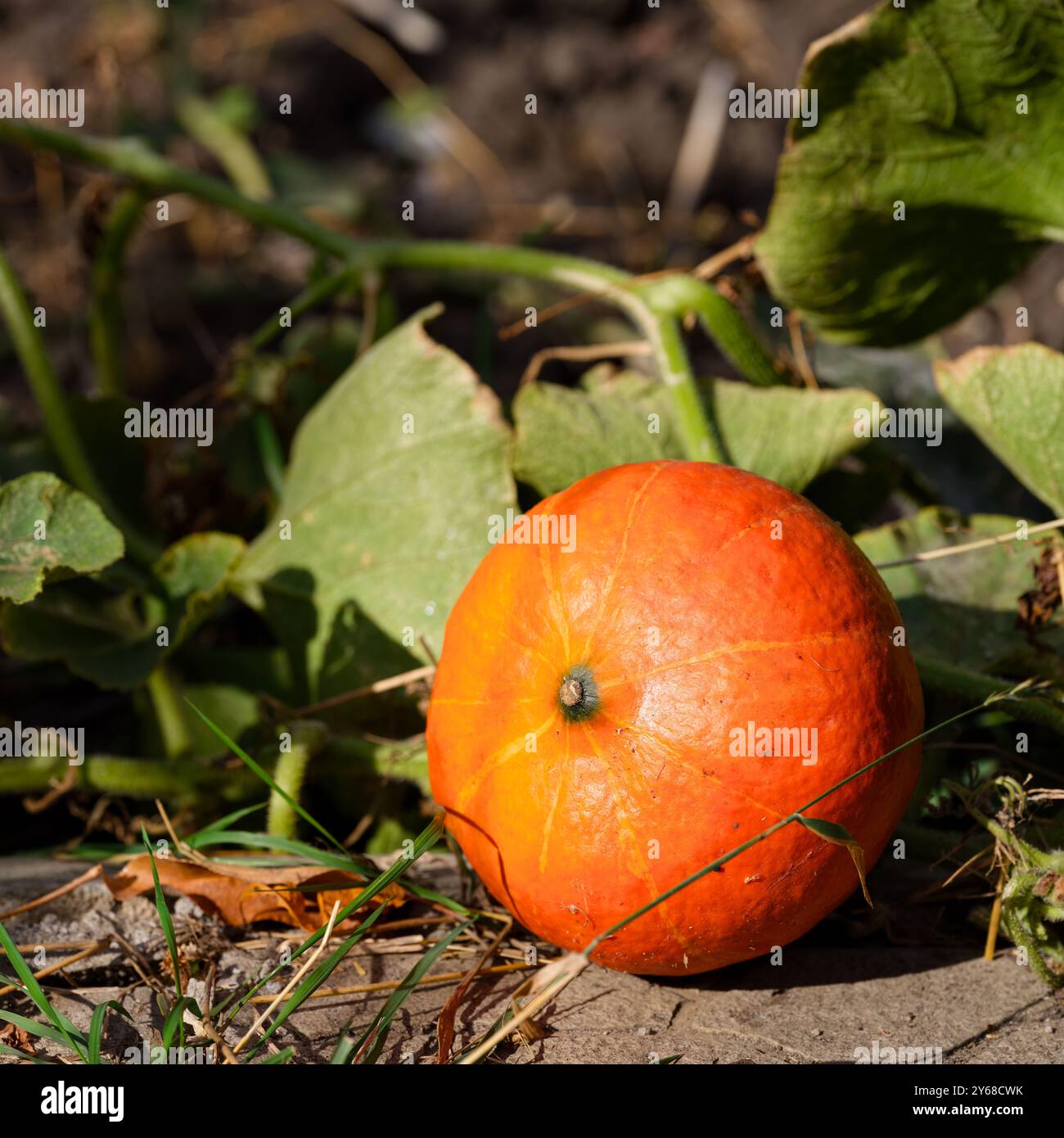 Orange pumpkin growing in the garden. Autumn time Stock Photo - Alamy