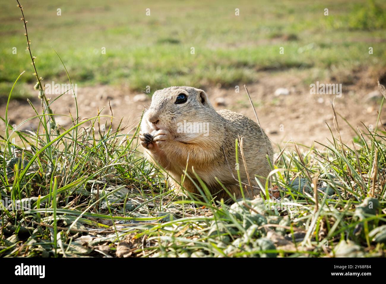 european-ground-squirrel-spermophilus-citellus-muran-plain-national
