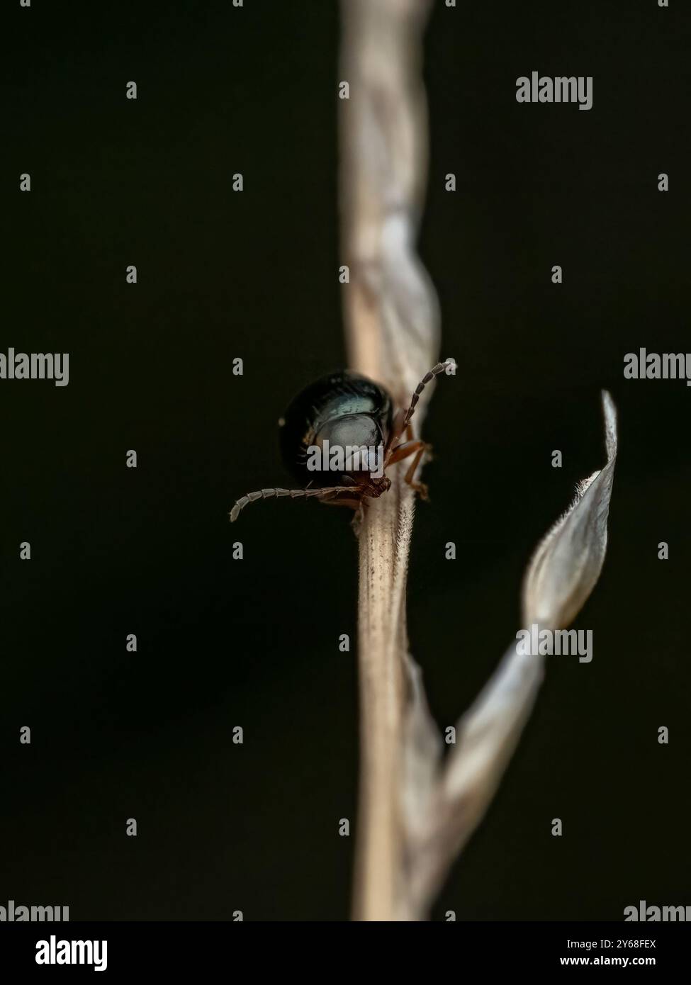 Mint beetle hi-res stock photography and images - Alamy