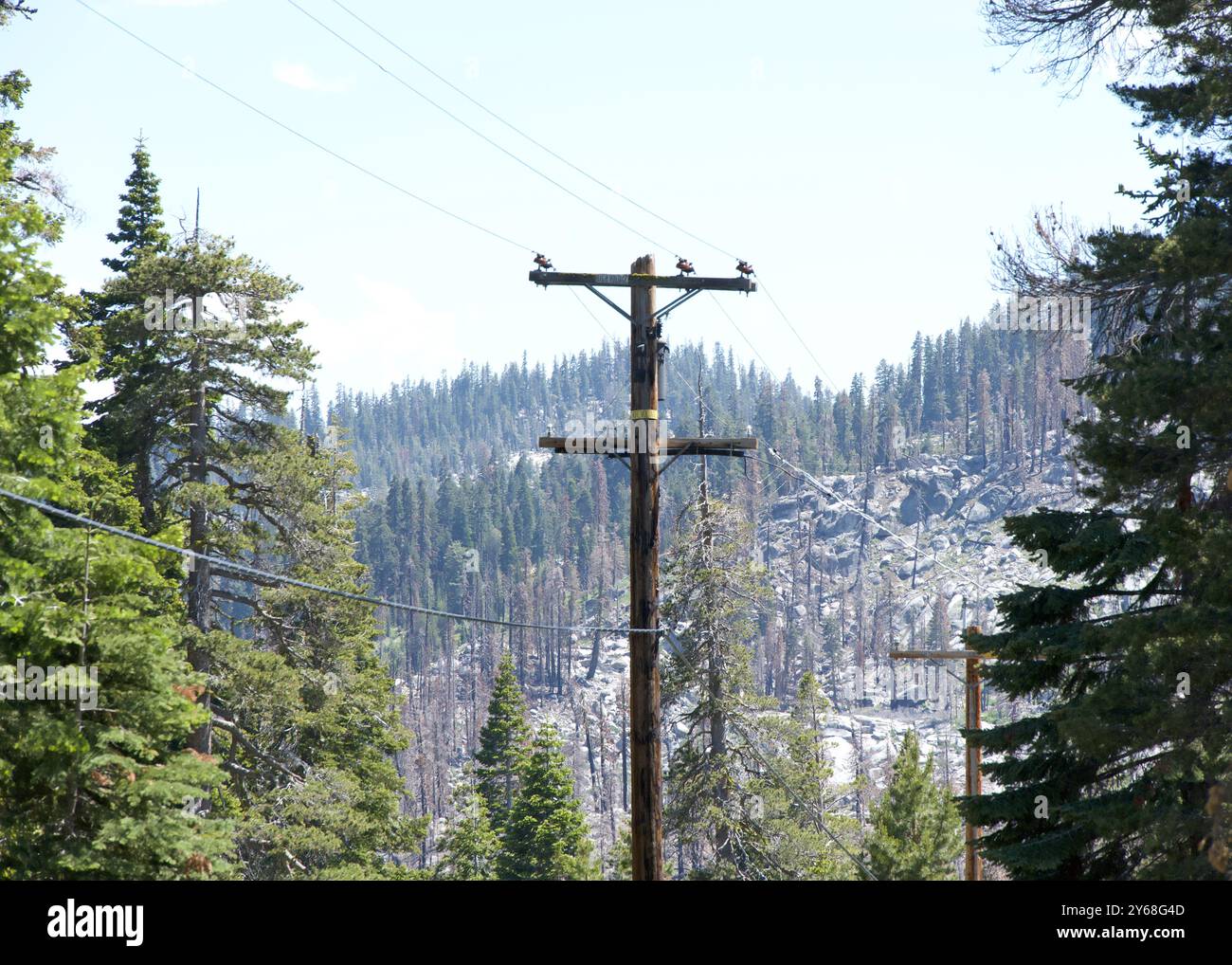 Power lines going through tall pine trees in the forest in Northern ...
