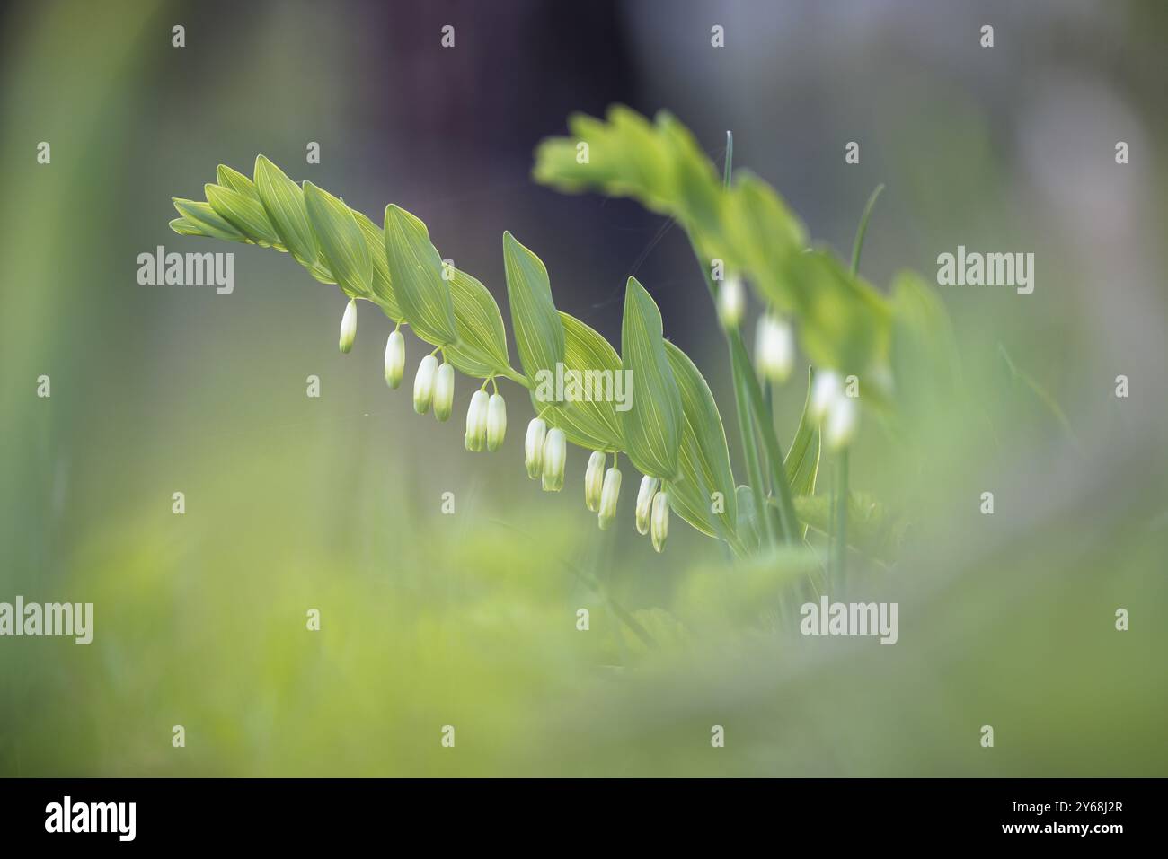 Angular Solomon's seal (Polygonatum odoratum) and grass in a green, spring-like environment, Rehletal, Engen, Hegau, Baden-Wuerttemberg, Germany, Euro Stock Photo