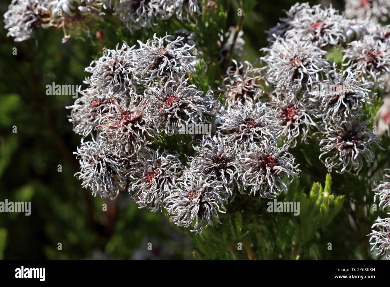 Seru Rixa Serruria fucifolia (Serruria fucifolia), flowers, flowering, bush ...