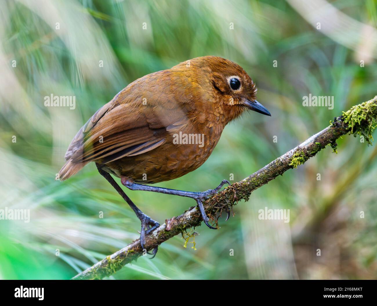 Peru, South America. Stock Photo