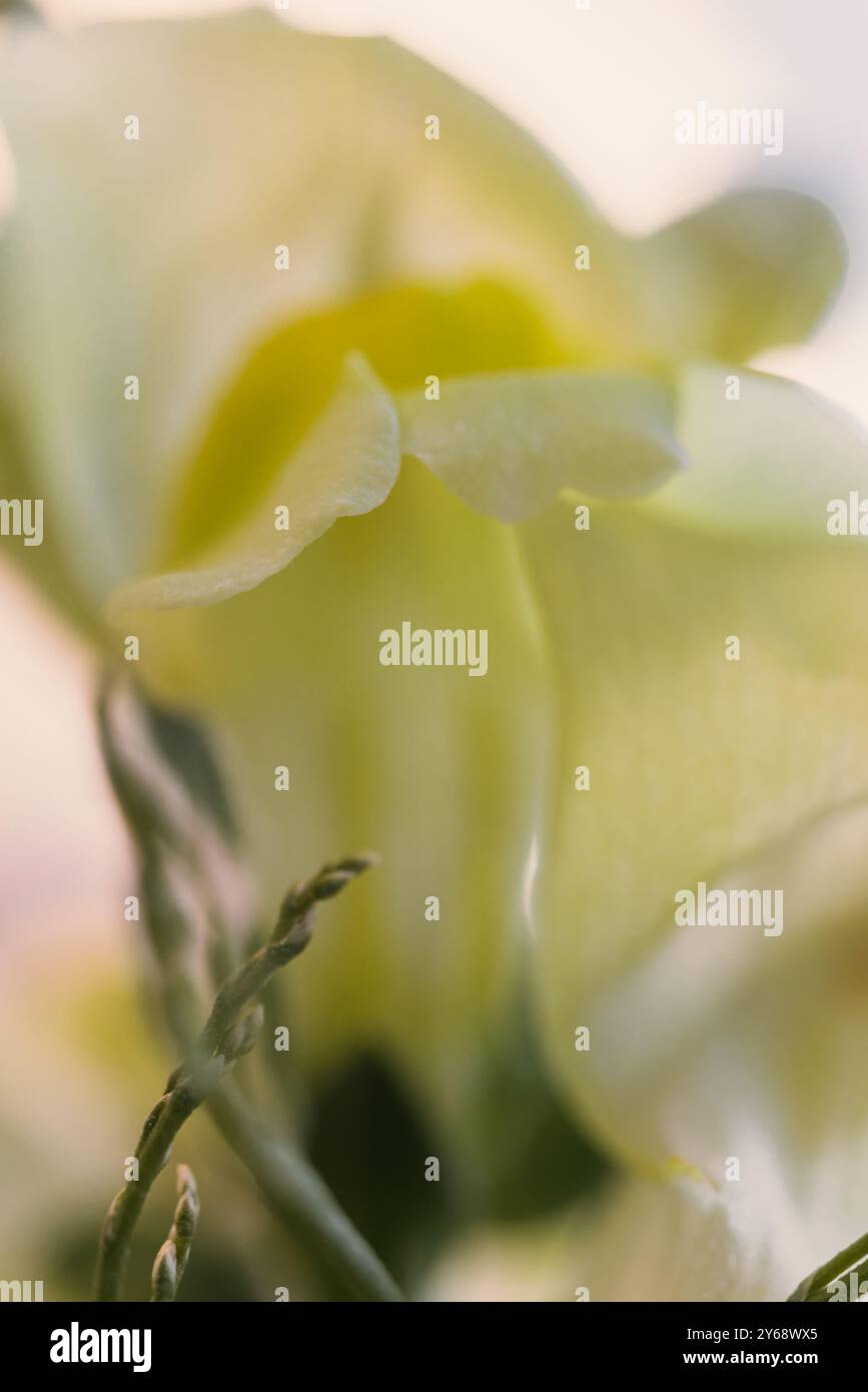 Yellow snapdragon flower in close-up Stock Photo