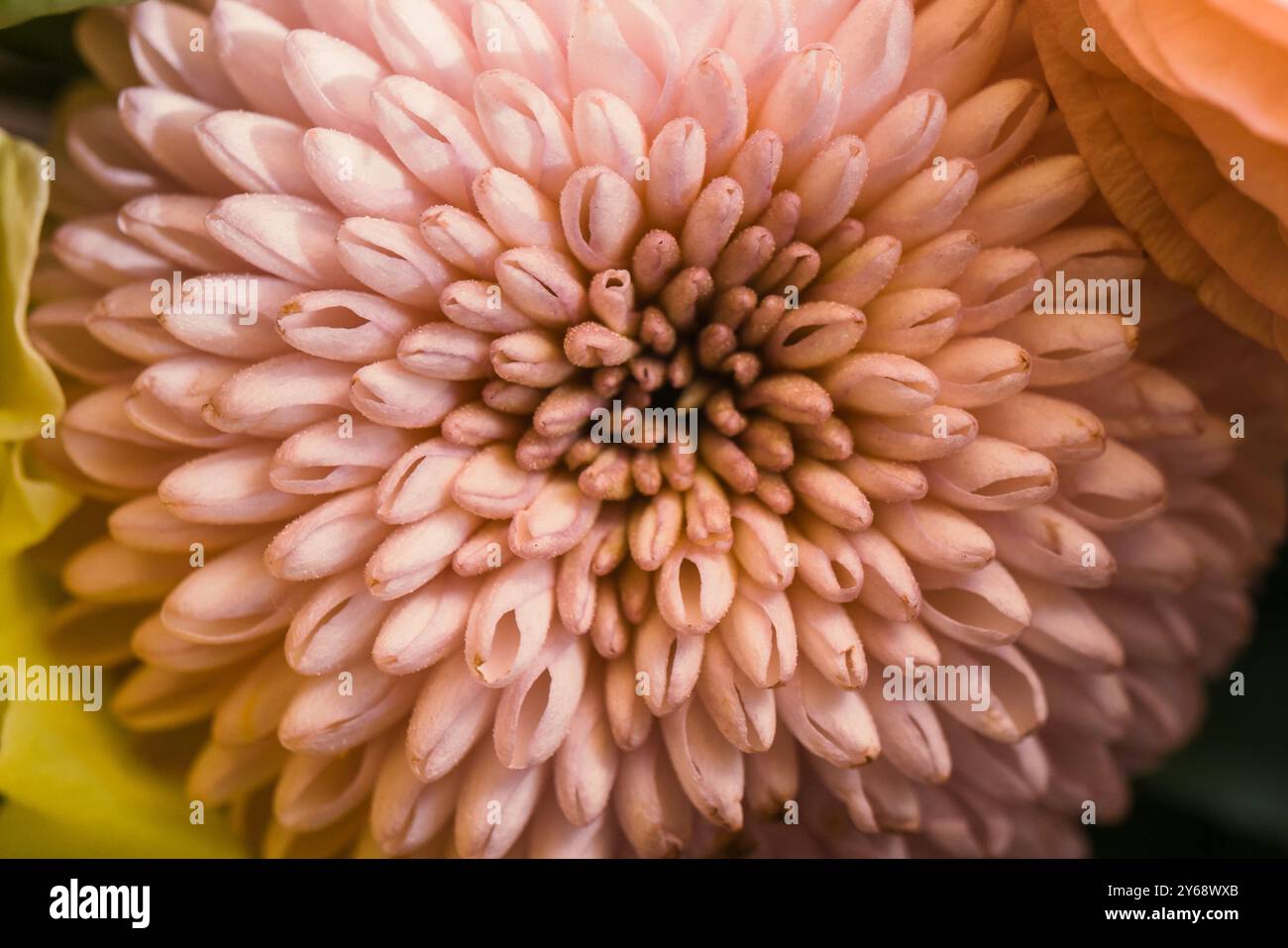 Pale yellow chrysanthemum hi-res stock photography and images - Alamy