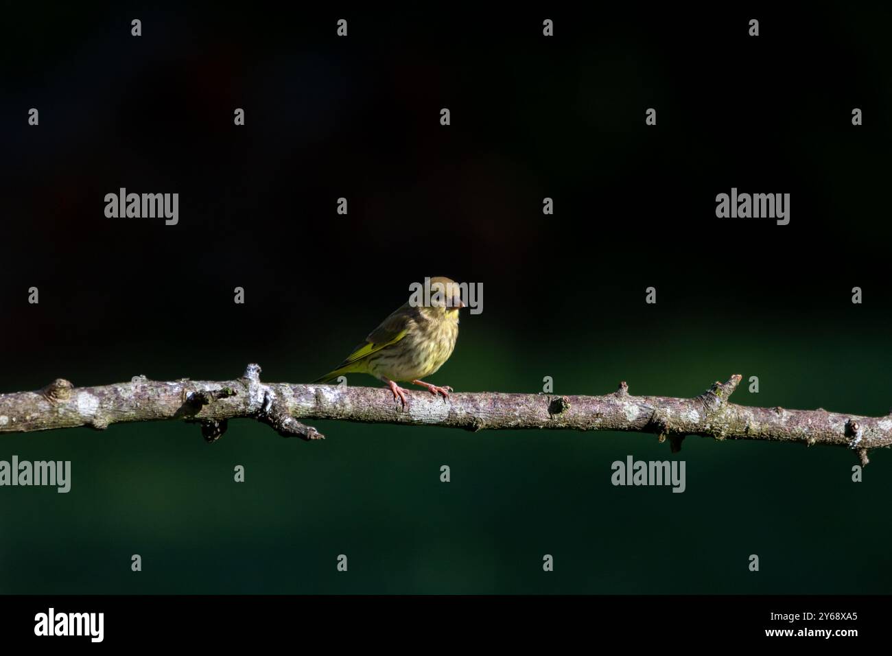 A juvenile, European Greenfinch ( Chloris chloris) perched on a tree branch with a blurred background. Stock Photo