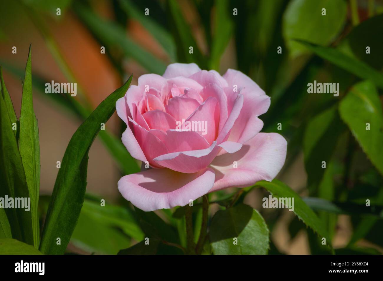 A single pink rose in sunlight with nice fresh petals and surrounded by greenery. Stock Photo