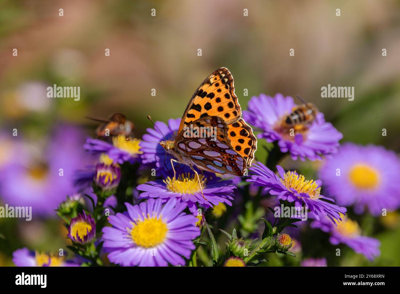A Queen of Spain fritillary (Issoria lathonia), resting on Michaelmas daisies (Aster). Stock Photo