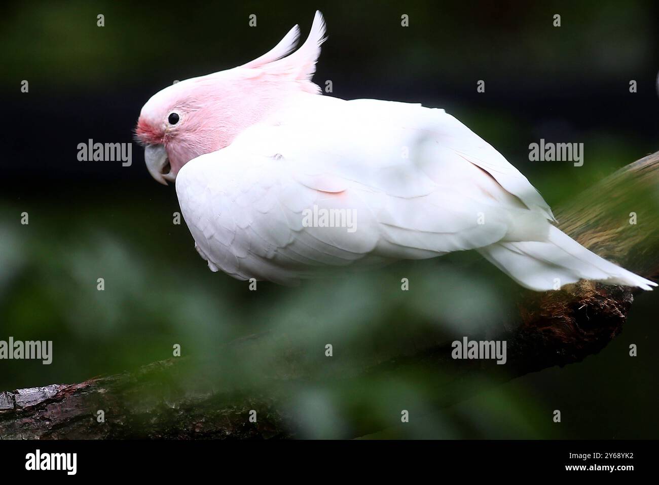 24.09.2024, xsvx, Zoo Karlsruhe Tiere, v.l. Vogel Kakadu Inka Inka-Kakadu Cacatua leadbeateri Major Mitchellss Cockatoo Vorkommen: Australien Karlsruhe *** 24 09 2024, xsvx, Zoo Karlsruhe Animals, v l Bird Cockatoo Inca Inca Cockatoo Cacatua leadbeateri Major Mitchellss Cockatoo Occurrence Australia Karlsruhe Stock Photo