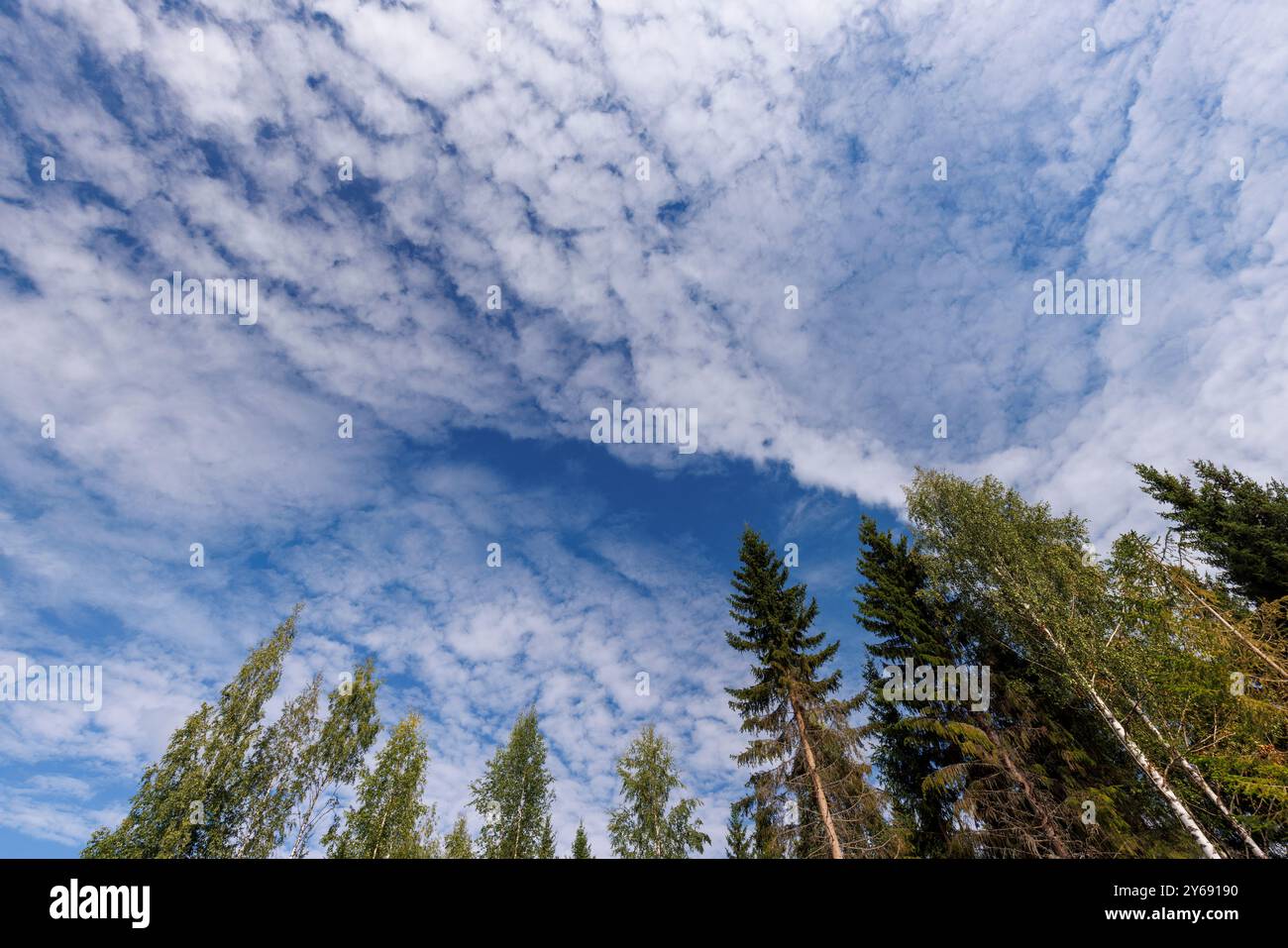 Blue sky clouds over forest hi-res stock photography and images - Alamy