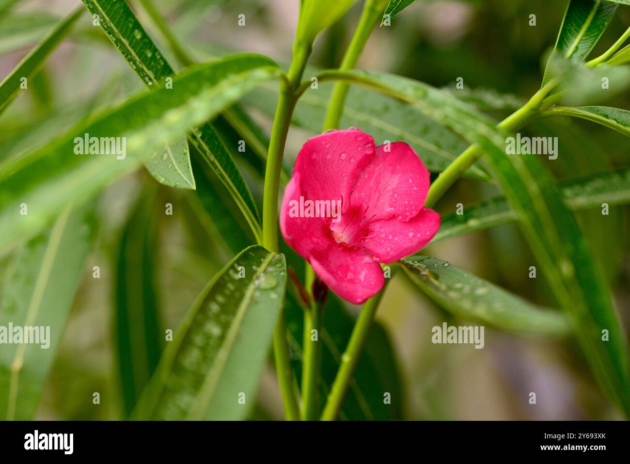Nerium oleander or rosebay young plant flowering single red flower Stock Photo