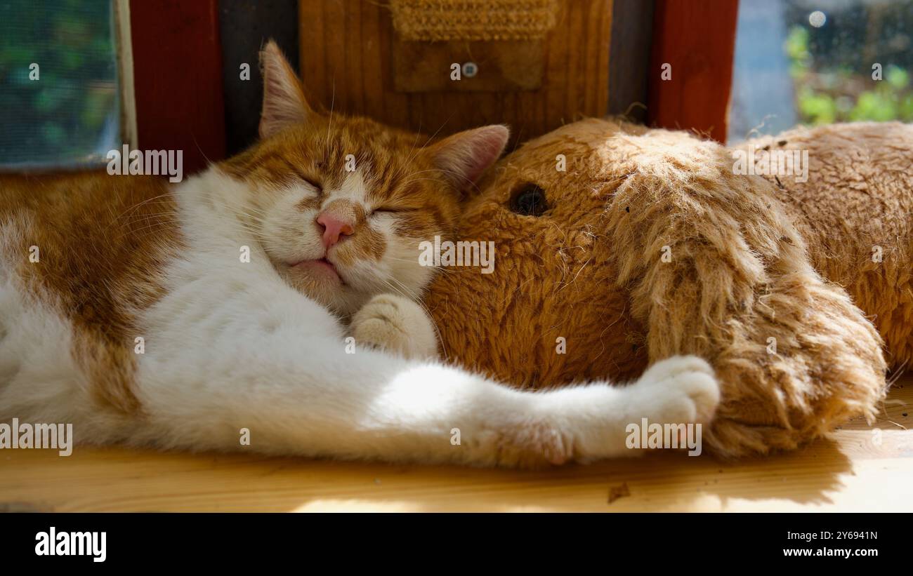 Cute cat sleeping on a toy dog. Stock Photo