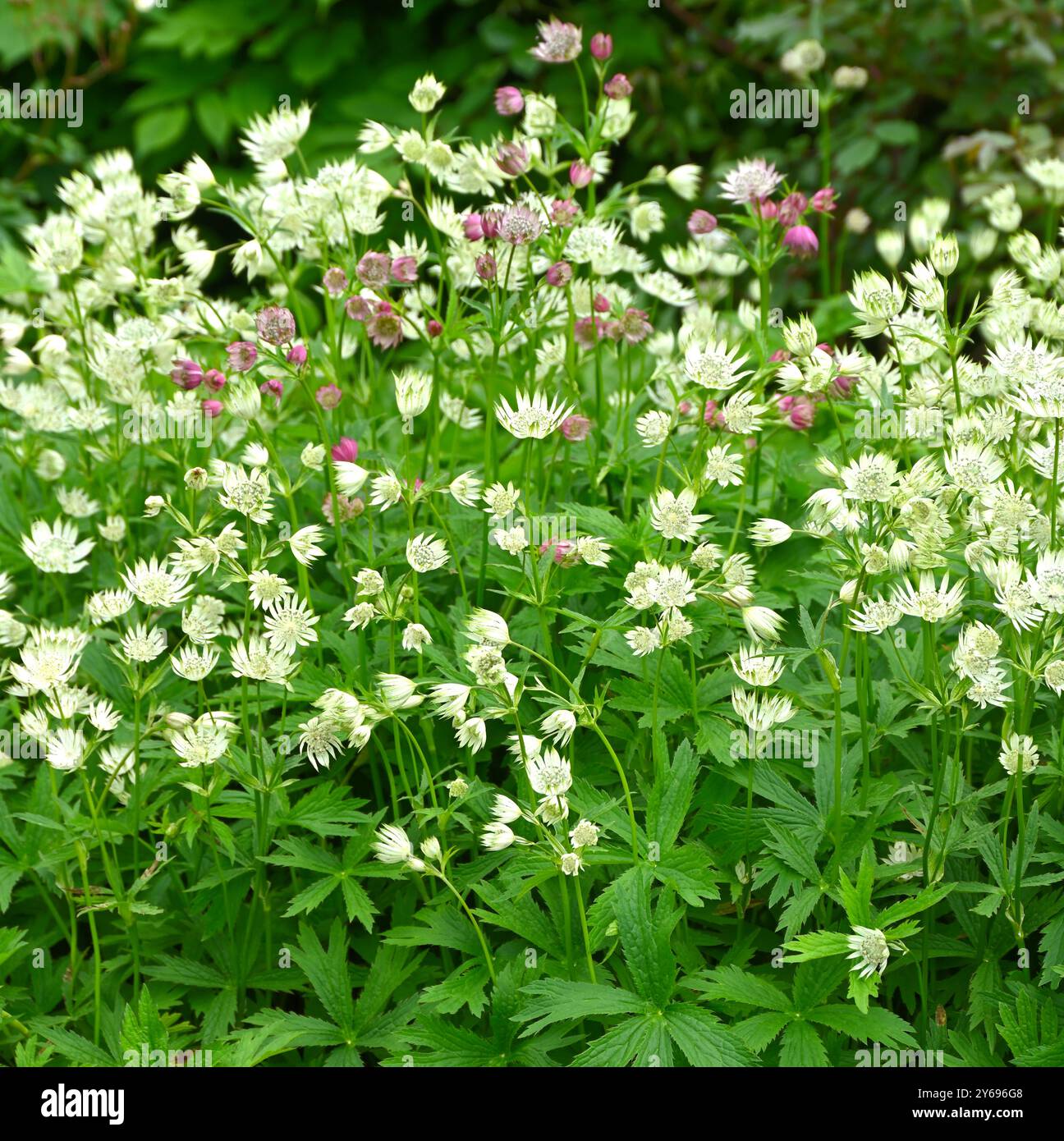 Astrantias hi-res stock photography and images - Alamy