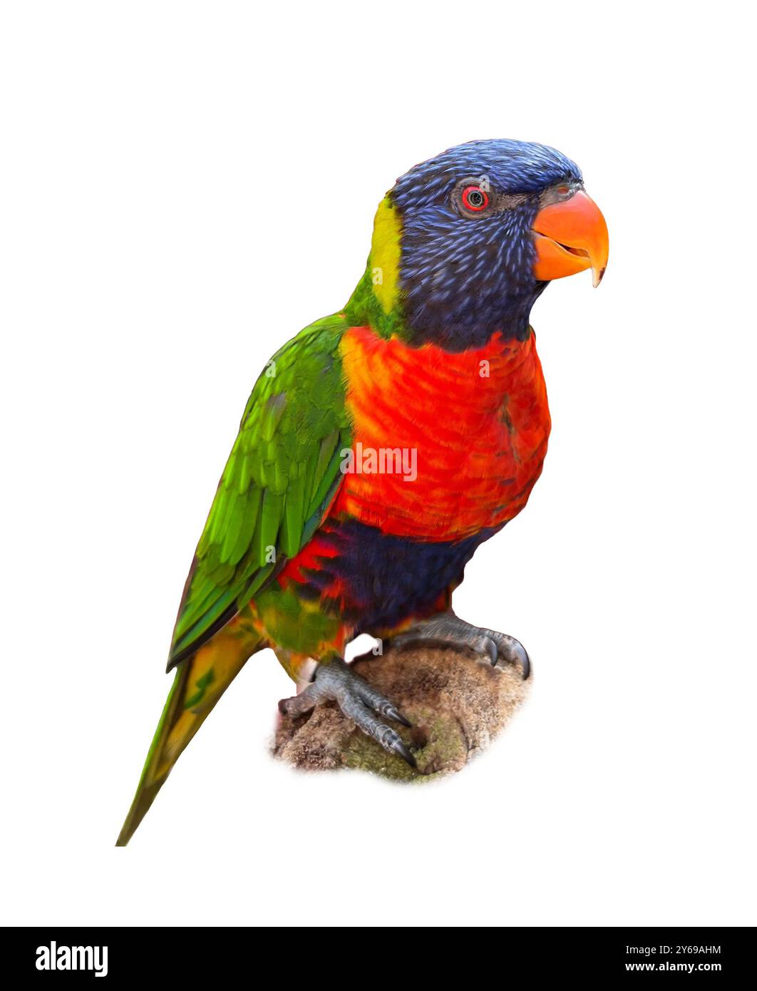 Beautiful rainbow lorikeet on white background. Exotic bird Stock Photo