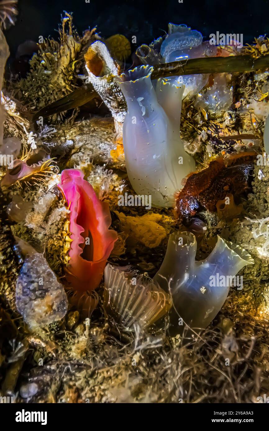 Northern Horsemussel, Modiolus modiolus, with Pacific Transparent Sea ...