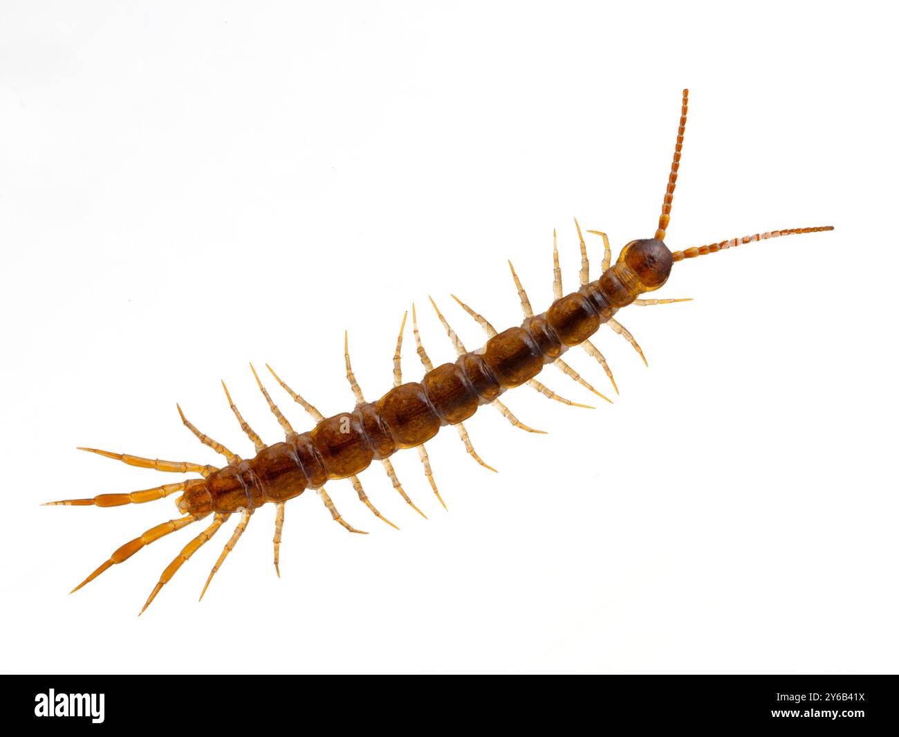 Small brown centipede (Lithobius forficatus) from above. Isolated. European species introduced into North America Stock Photo