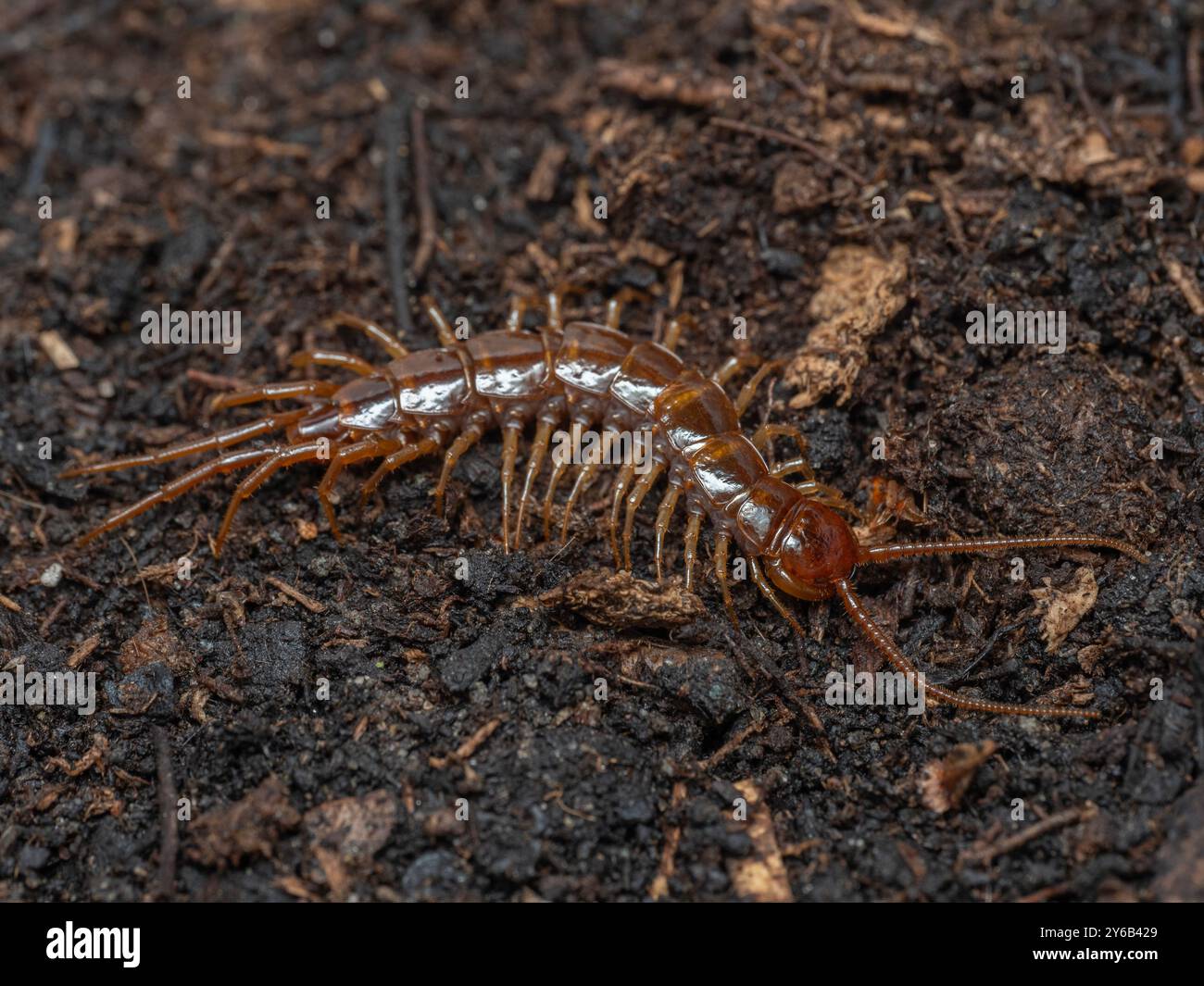 Mature adult brown centipede (Lithobius forficatus) paused as it explores garden substrate Stock Photo