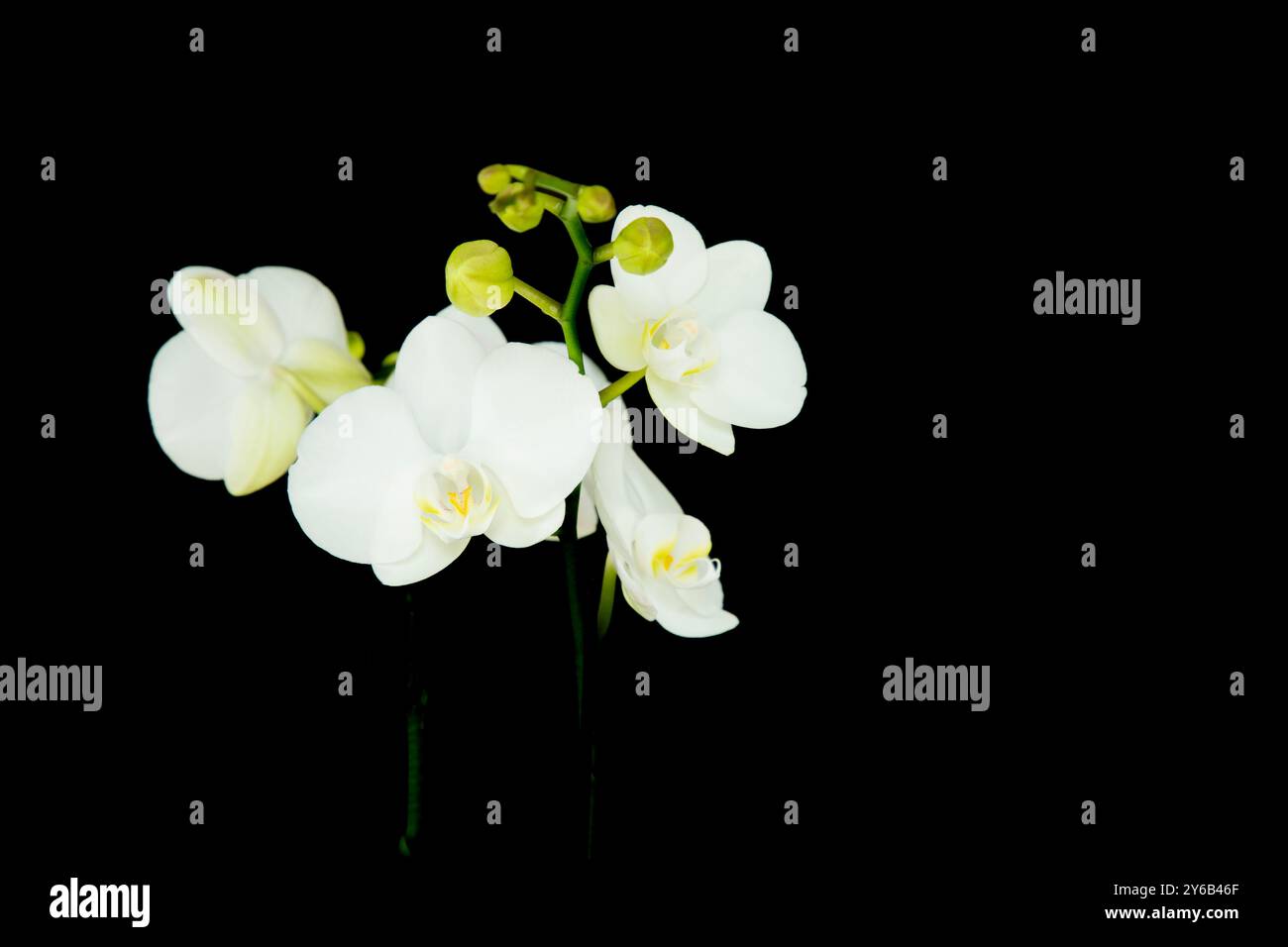 Delicate stems hi-res stock photography and images - Alamy