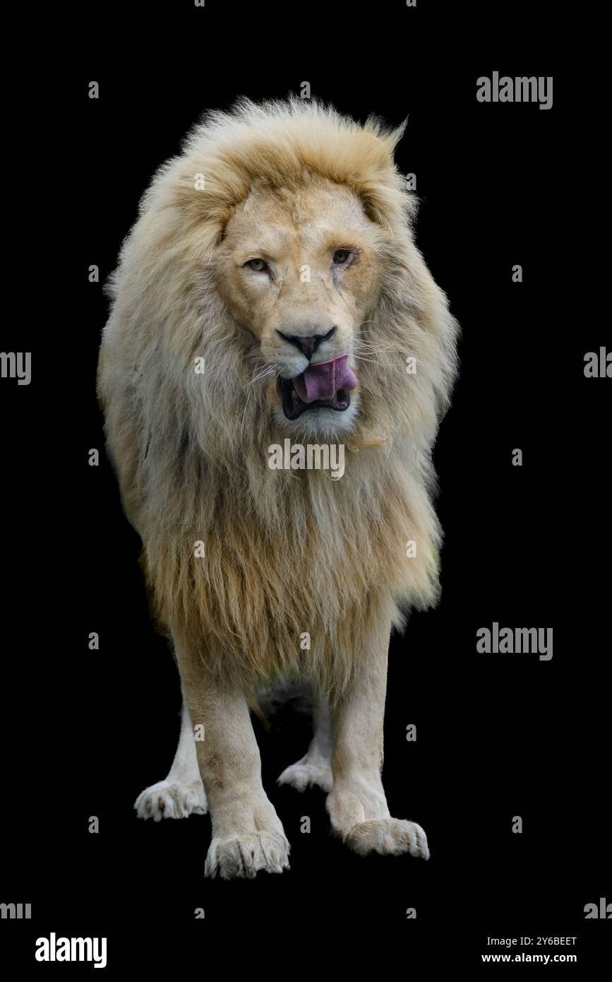 Portrait of a lion against a black background. Stock Photo