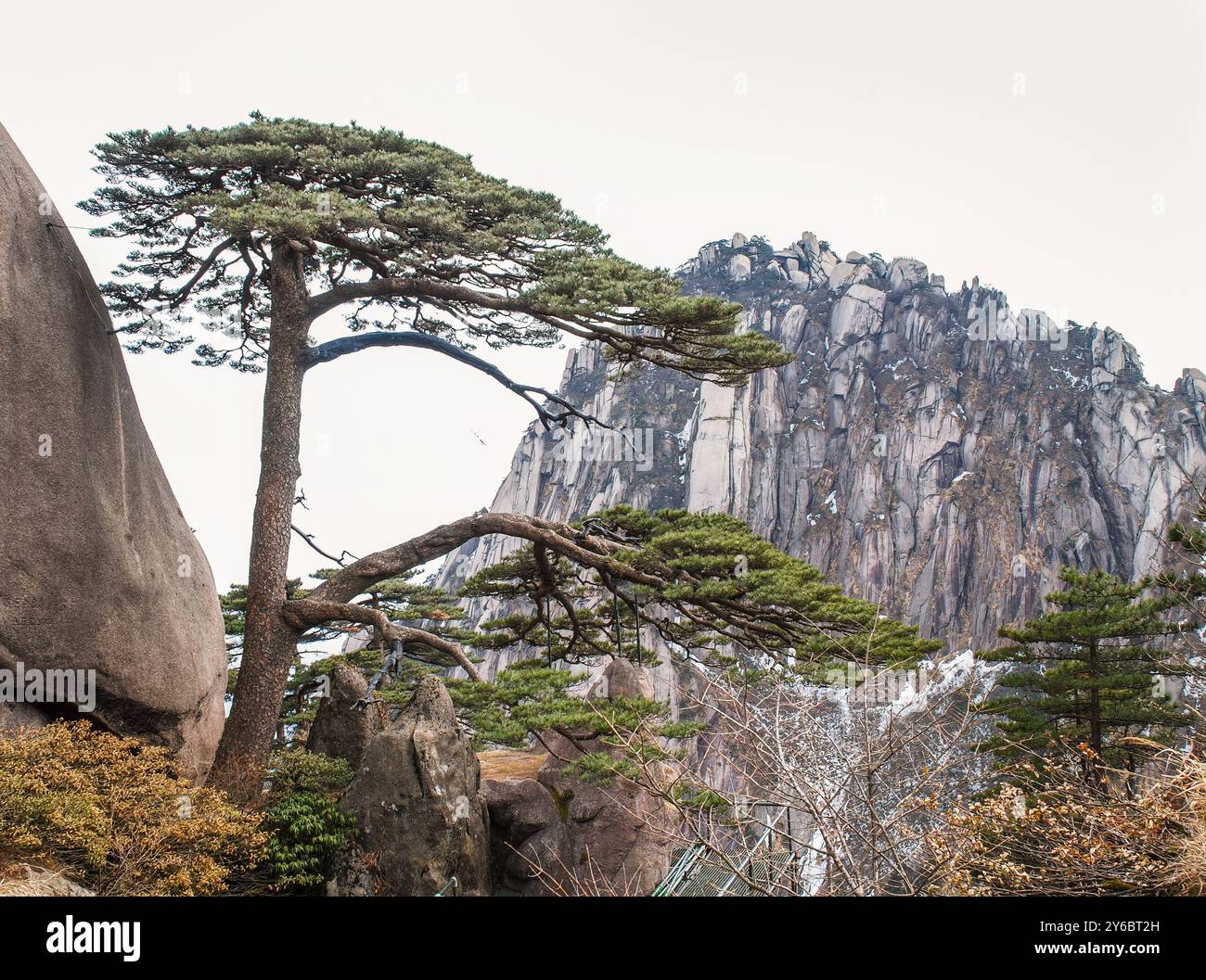 Huangshan Pine Tree Yellow Mountain Hi res Stock Photography And Images huangshan-pine-tree-yellow-mountain-hi-res-stock-photography-and-images